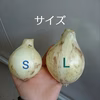 地元でも美味しいと好評！！淡路島の新たまねぎ！
