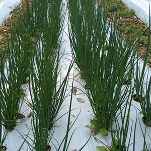 壱岐の島の有機(JAS)ねぎ ご自宅用 3000円→1000円