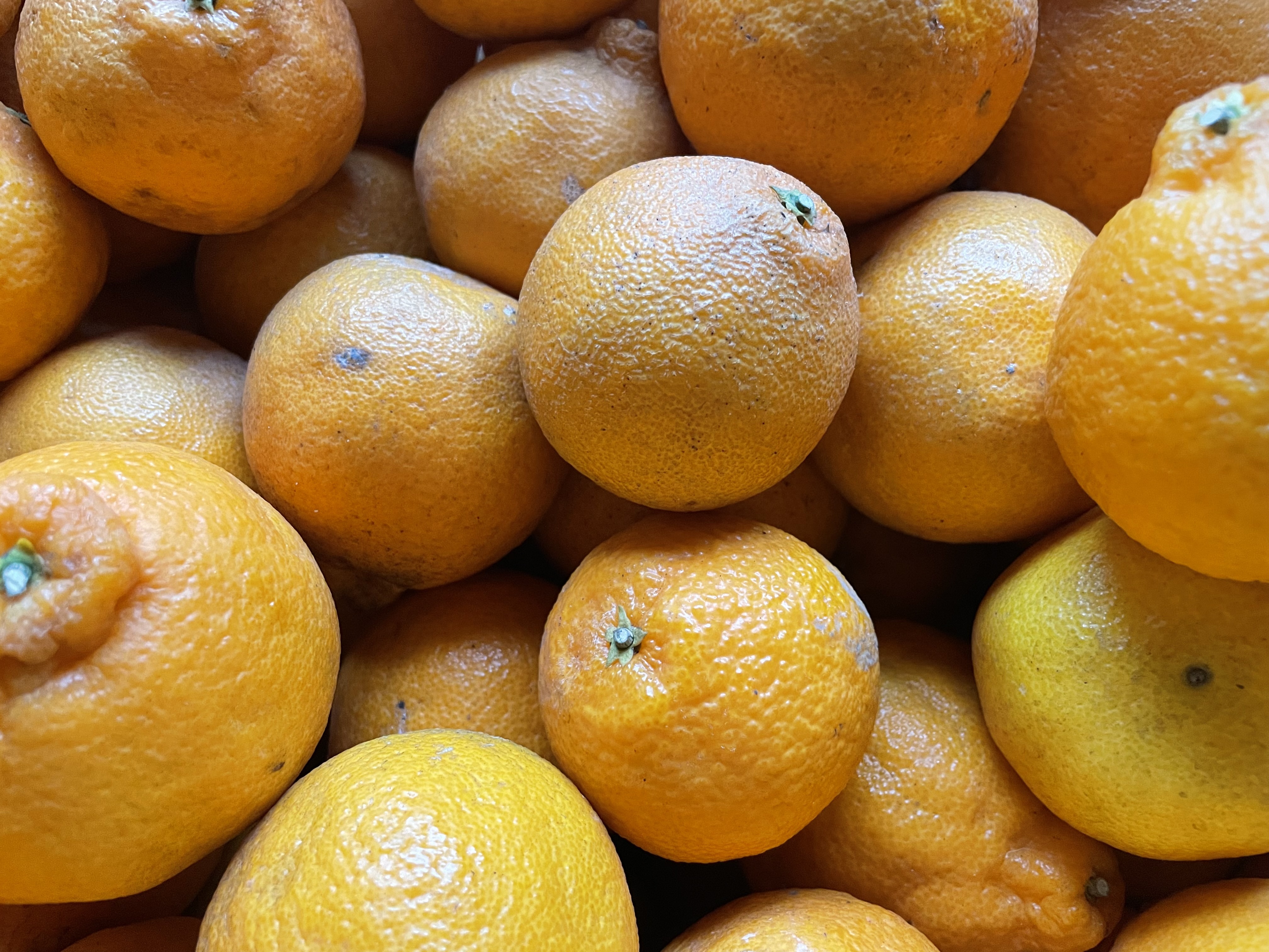 送料無料】家庭用/はるみみかん4kg｜不知火・タンゴール類の商品詳細