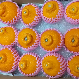 春待ち不知火　熊本県産