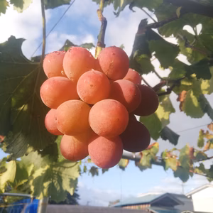 ブドウ　シナノスマイル　約1.5kg