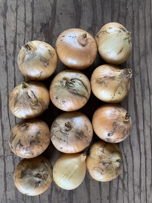 小サイズ新玉ねぎ5kg 桜島の大自然 無農薬有機肥料 除草剤不使用