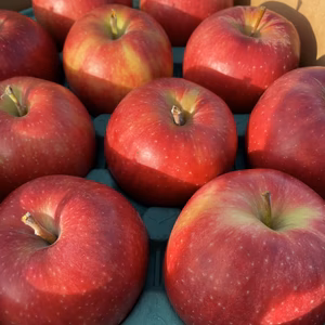 【青森県産】シャキシャキッ！ジョナゴールド家庭用5キロ