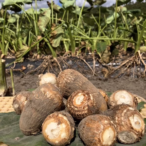 おおふくの里芋と親芋(頭芋)の親子セット　　農薬不使用有機肥料栽培