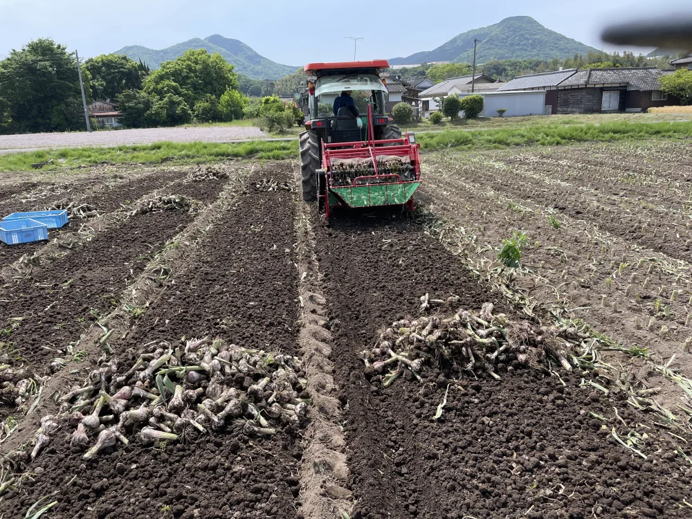 令和5年大分県宇佐産　『乾燥にんにく』バラ　サイズ混合