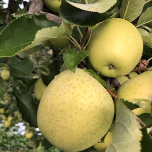 【もぎたて】フレッシュな王林【家庭用】