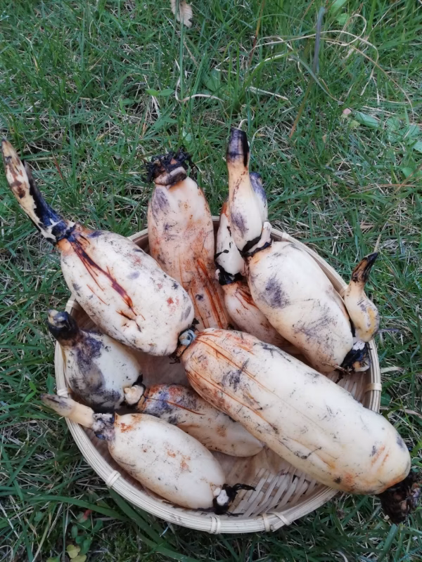 【自然栽培】驚きの甘さ☆棚田レンコン