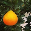 愛媛が誇る高級柑橘！ふぞろいのマドンナたち！5kg（訳あり）