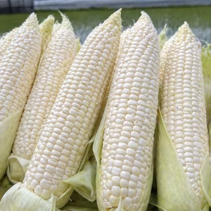 【野菜の皮をかぶったデザート】雪の妖精：白いとうもろこし ※概要 要チェック