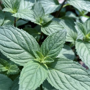 朝摘み 和ハッカ　南アルプス 10g フレッシュ ハーブ