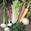 シャキシャキ、ポリポリ！露地育ち野菜セット【農薬不使用】