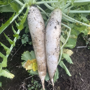 農薬、化学肥料不使用⭐︎自然栽培大根