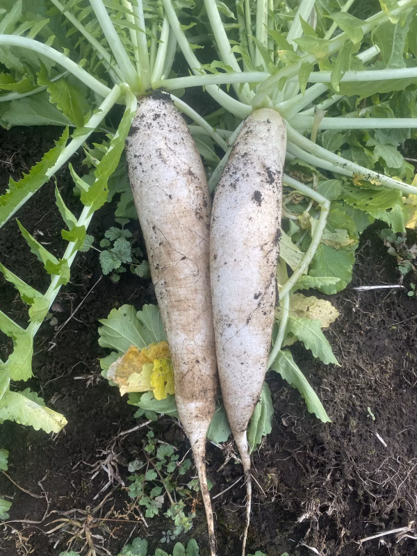 農薬、化学肥料不使用⭐︎自然栽培大根