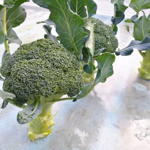 茎が生で食べられる、ブロッコリー（20個入り）