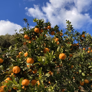愛知から黒砂糖培養液を使った美味しい無農薬ミカン