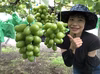 (家庭用)富士山に囲まれて、山梨県の食べるる宝石　シャインマスカット