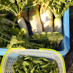【期間·数量限定】大根がメインの初夏の野菜セット