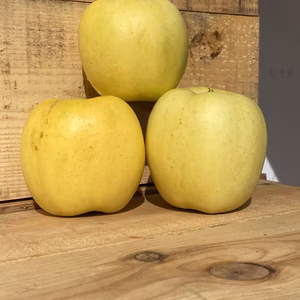 家庭用もりのかがやき