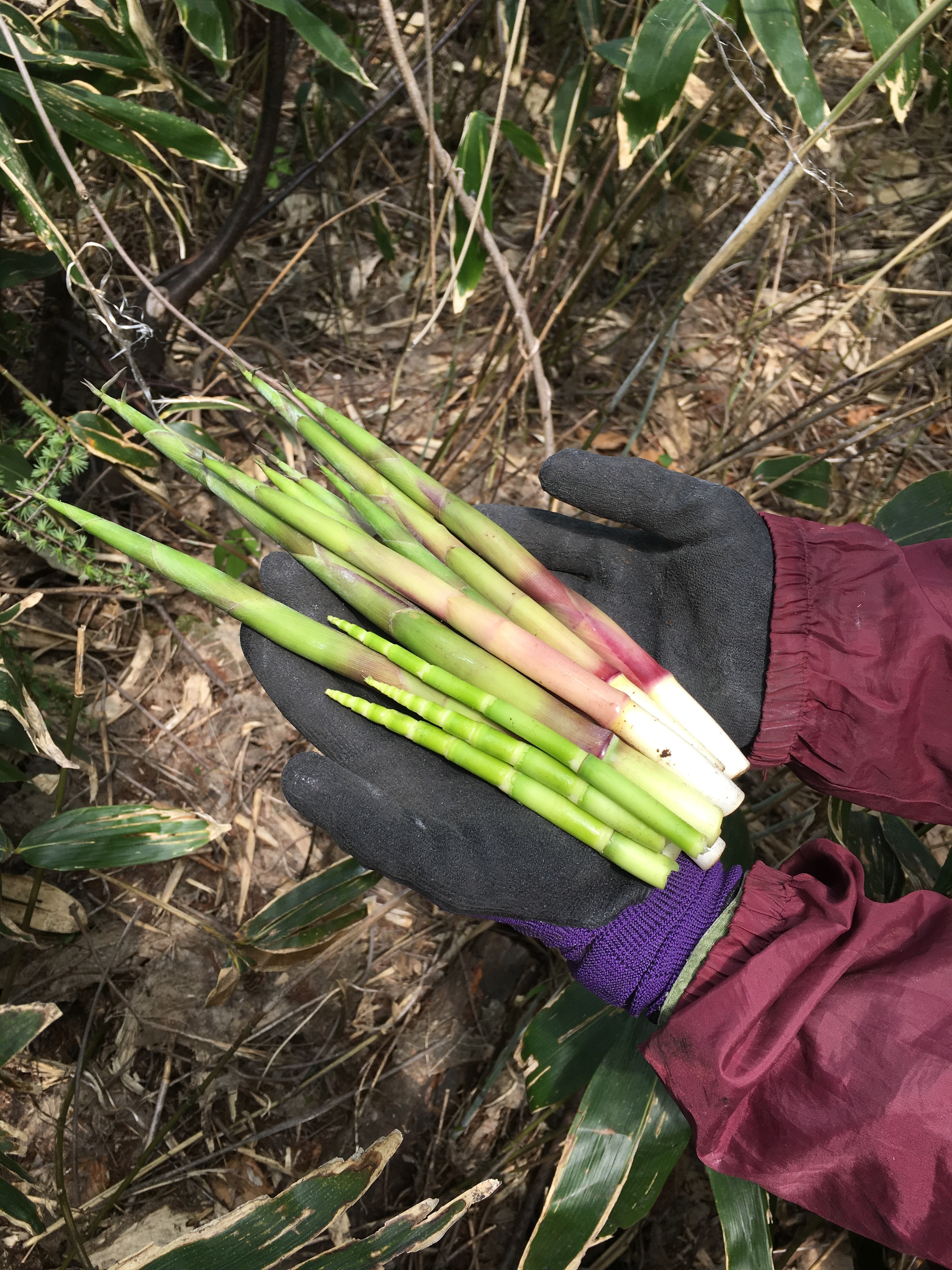 初夏の恵み 根曲がり竹 ご注文頂いてから山に採りに行きます 農家漁師から産地直送の通販 ポケットマルシェ