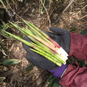 初夏の恵み、根曲がり竹。ご注文頂いてから山に採りに行きます。