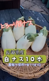 長崎県産白ナス10個