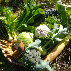冬の露地野菜セット(Lサイズ）【肥料、農薬不使用】