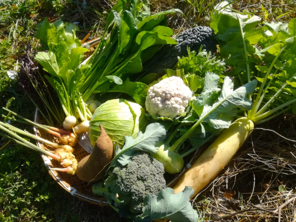 冬の露地野菜セット(Lサイズ）【肥料、農薬不使用】