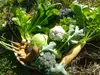 冬の露地野菜セット(Lサイズ）【肥料、農薬不使用】