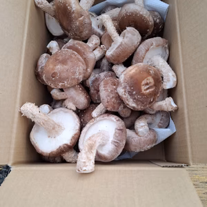 採りたて椎茸(菌床)　60サイズの箱に入るだけ！