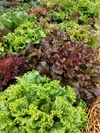 【農薬化学肥料不使用】✤常温✤季節の野菜セット（北海道限定）