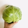 【鮮度抜群】グリーンボールキャベツ★農薬・化学肥料不使用　高知県産
