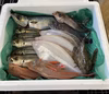 【期間限定】漁師おまかせ鮮魚セット（今回だけの特別価格）
