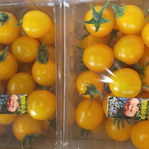 フルーツイエローゴールドミニトマト
