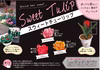 2/13 2/15〜17発送限定　sweet tulip八重咲き3品種