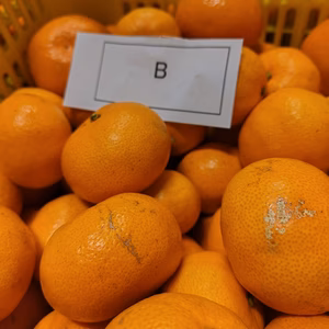 早生ミカン B品(風印）　見た目より味！