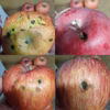 【お一人様一回限り】試食用サンふじ（322）#長野のりんご