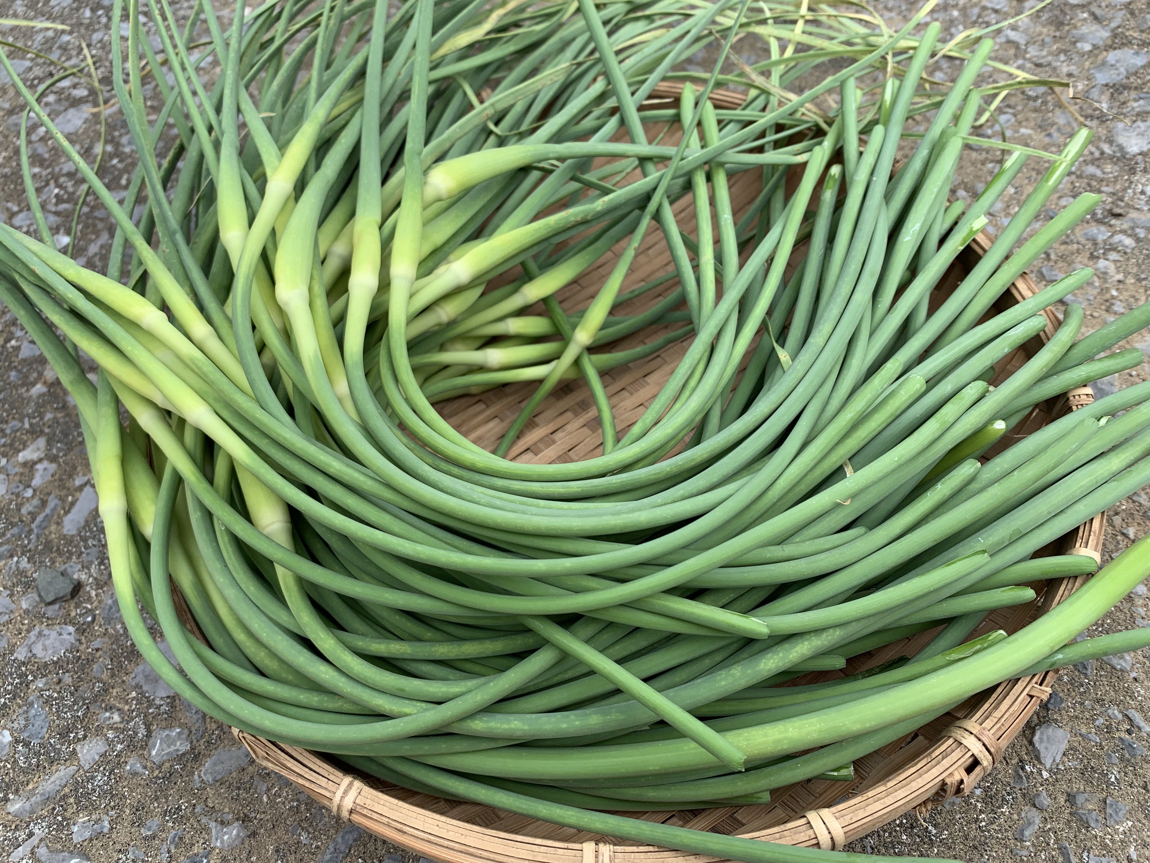 種子島産のスタミナ抜群 ニンニクの芽 花蕾600g 有機jas 農家漁師から産地直送の通販 ポケットマルシェ