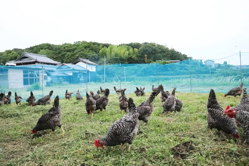 淡路島の大地でのびのび育った【HAPPY‼️平飼いカラフルたまご】