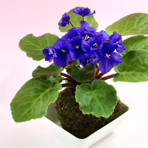 苔玉　セントポーリア　(青系) 大きめ