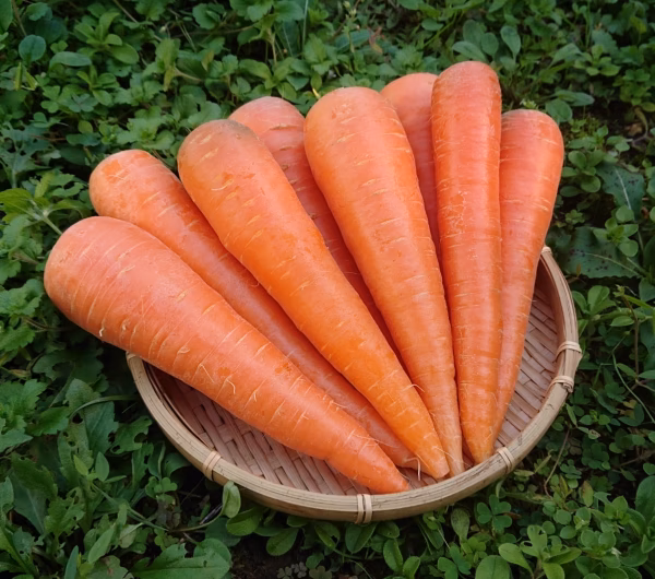 人参　農薬化学肥料不使用　爽やかな香り　