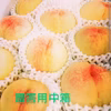 【夏ギフト】岡山の白桃 早生贈答用（❦品種おまかせ❦） 7/2～7中旬