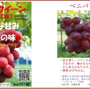 種ありぶどう「安芸クイーン」と「ベニバラード」8月7日から