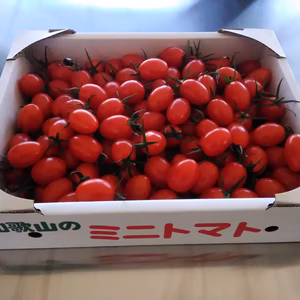 プレミア和歌山推奨品認定 ミニトマト（あいこ）