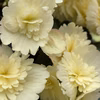 エラチオールベゴニア【デイジーフリンジ】4.5寸淡いレモンイエローの花弁が可愛い