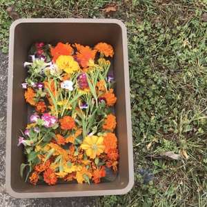 食べれるお花！！　エディブルフラワーmix