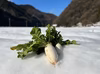 【味グルメ大根】「銀世界で熟成された、芯まで甘い冬の逸品」
