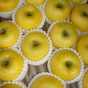 シナノゴールド【冬ギフト・お歳暮ギフト】信州オリジナル品種　贈答用5キロコース　