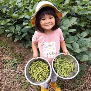 【数量限定！自然栽培】朝採れ枝豆をクール便でお届け！