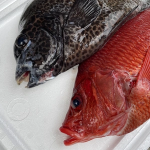 【魚突き】トガリエビス1.3kg、イシガキダイ1.3kg 鱗、内臓処理済