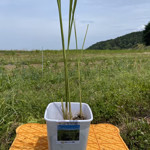 奈良県産【マコモダケの苗３株】ミニバケツ入。そのまま育てられます（農薬等不使用）